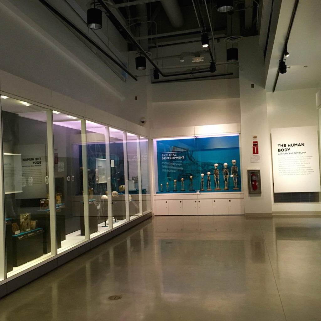 Anatomy and Pathology exhibit