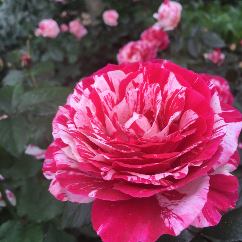 Rose in the Rose Garden at Brookside Gardens