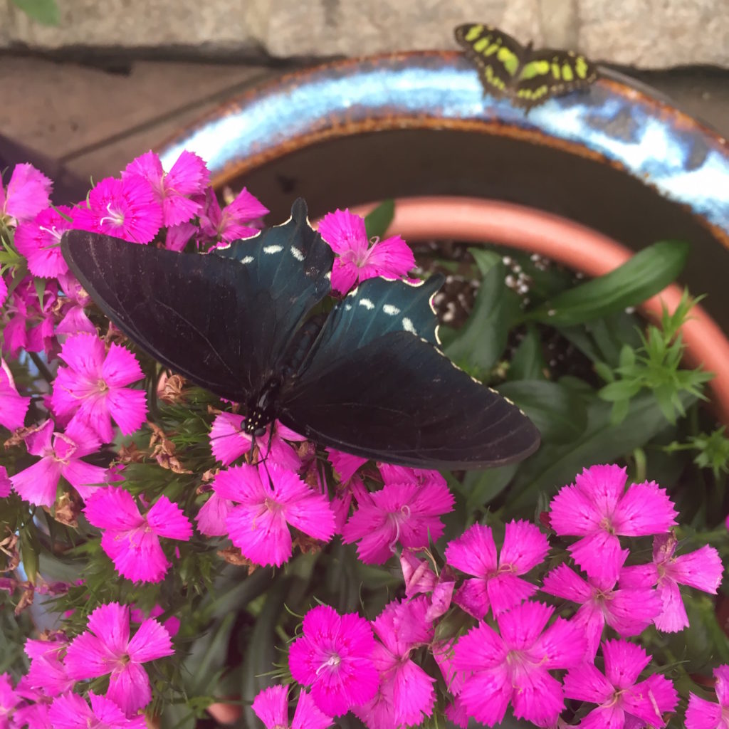 Wings of Fancy exhibit at Brookside Gardens