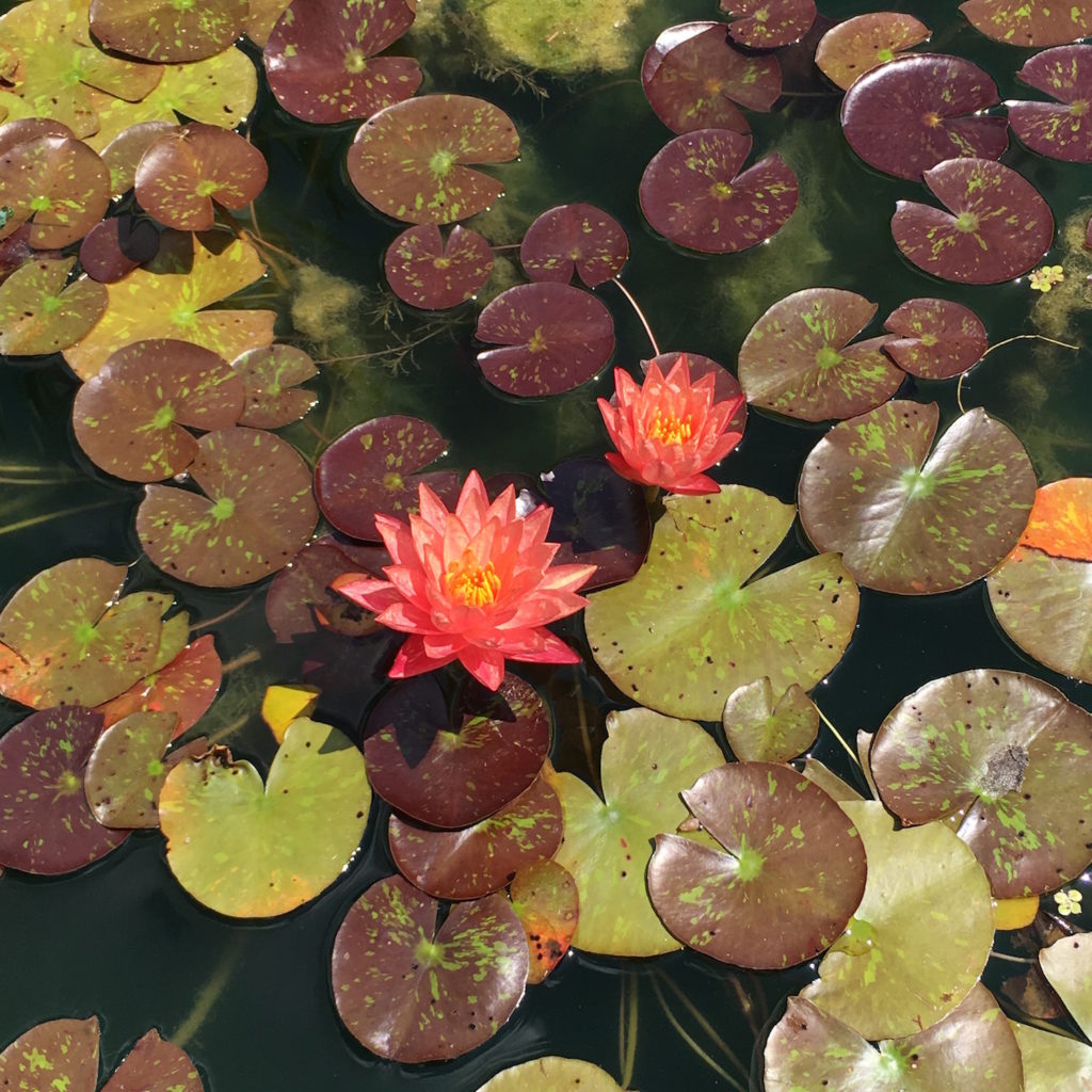 Kenilworth Aquatic Gardens - coral colored lily