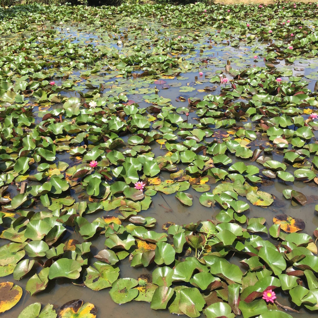 Kenilworth Aquatic Gardens - lily pond