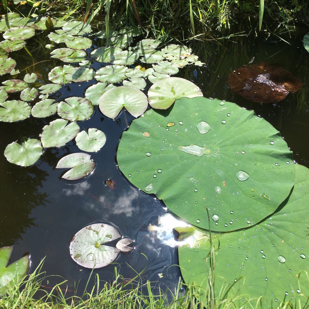 Kenilworth Aquatic Gardens - lotus and lily leaves