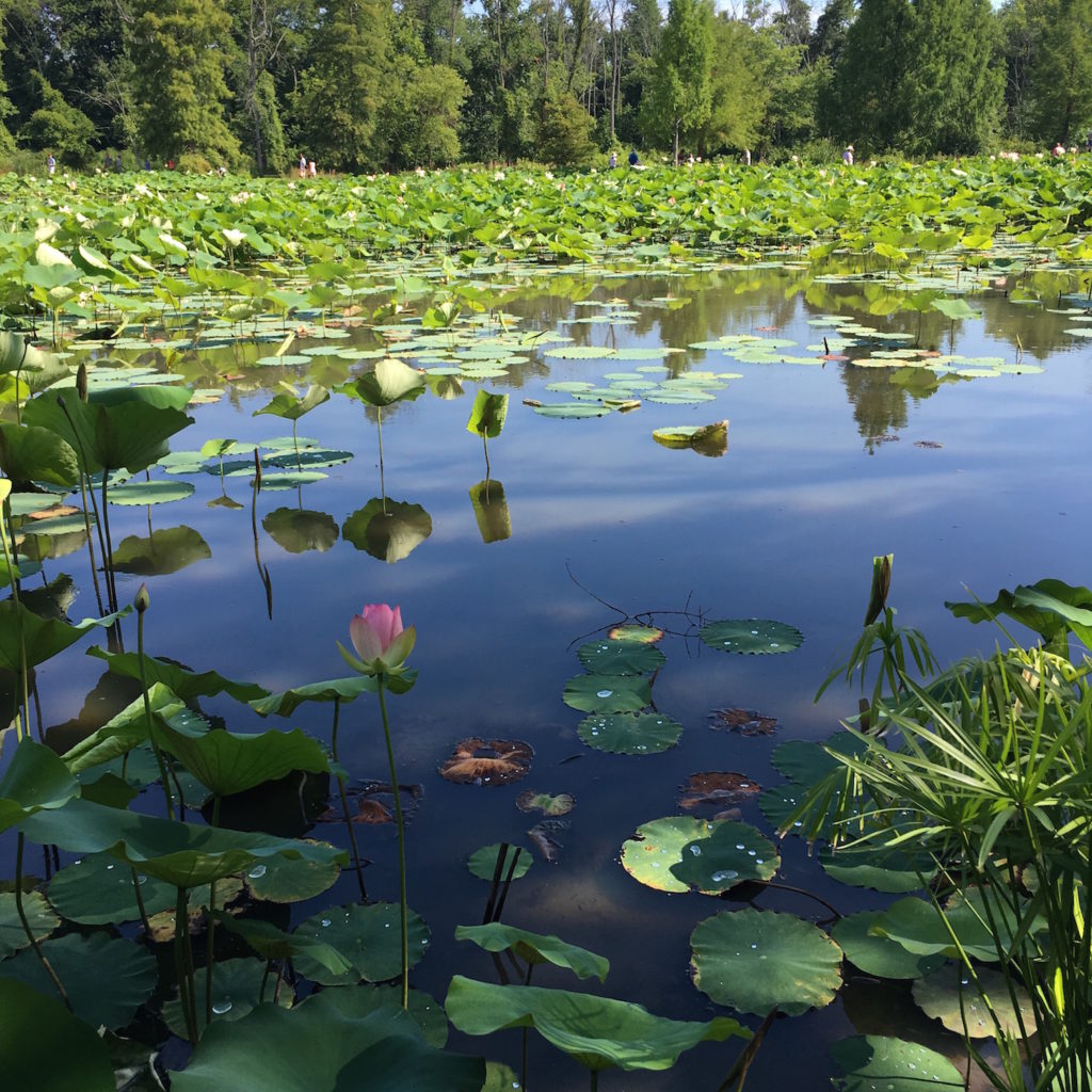 Kenilworth Aquatic Gardens - lotus ponds