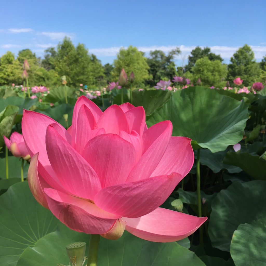 Kenilworth Aquatic Gardens - pink lotus