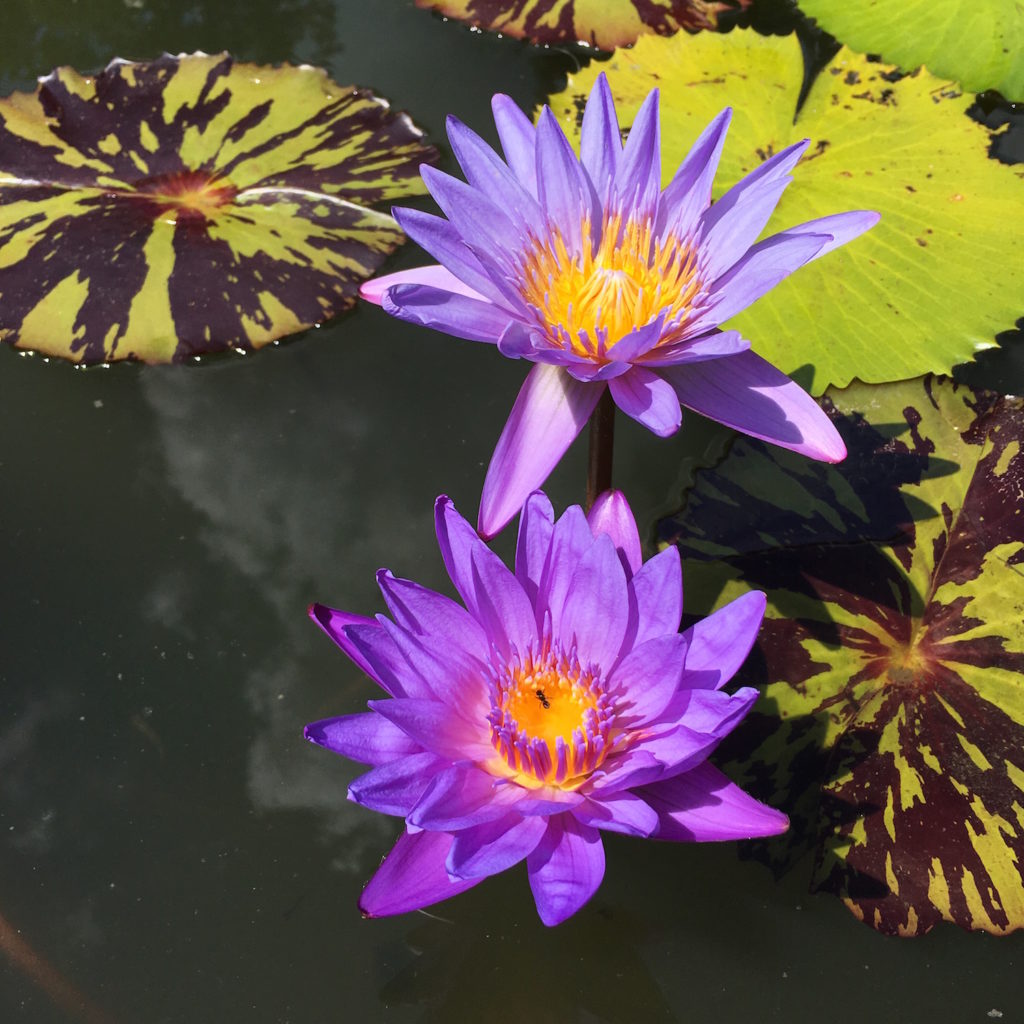 Kenilworth Aquatic Gardens - purple lily