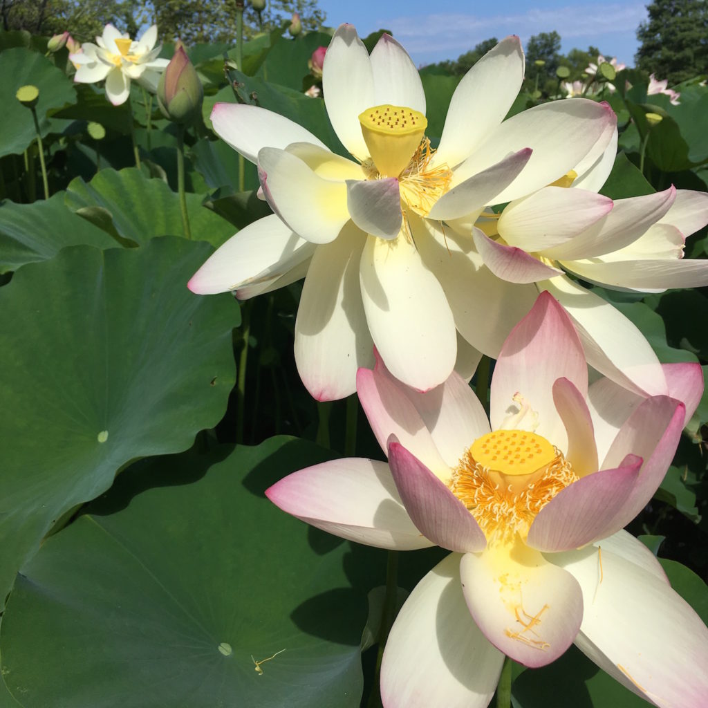Kenilworth Aquatic Gardens - white lotus flowers