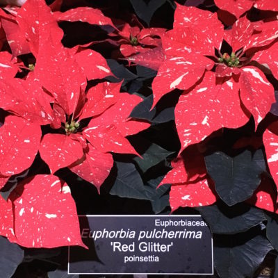 Season's Greenings at the U.S. Botanic Garden - Red Glitter Poinsettias