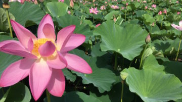 Kenilworth Aquatic Gardens - pink lotus blooms