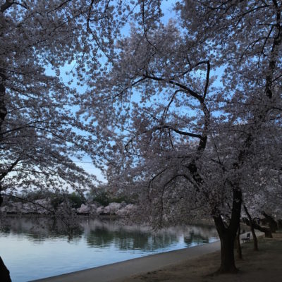 Cherry Blossom Festival - Empty mornings with the blossoms at the Tidal Basin