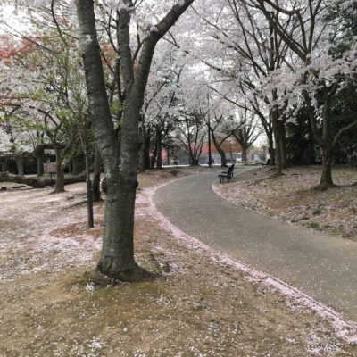 Cherry Blossom Festival - Fallen blossoms lining the path to the FDR memorial