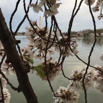 Cherry Blossom Festival - Green leaves pushing blossoms out