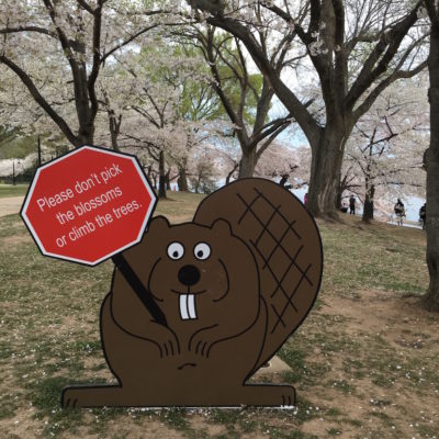 Cherry Blossom Festival - Paddles the Beaver