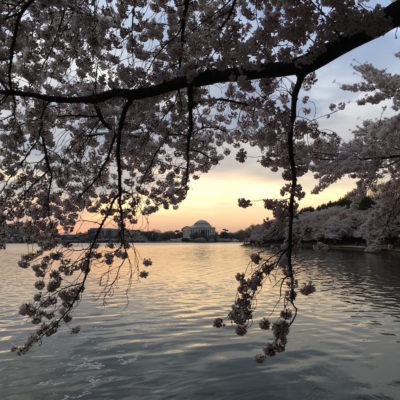 Cherry Blossom Festival - Sunrise at the Tidal Basin with Jefferson Memorial in the background