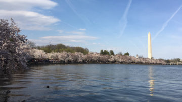 Cherry Blossom Festival - Tidal Basin blossoms with Washington Monument in the background