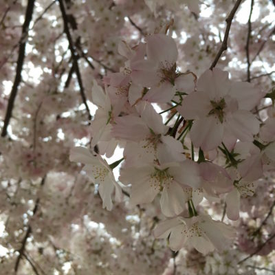 Cherry Blossom Festival - Yoshino Blossoms