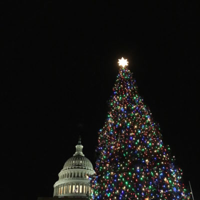 Capitol Christmas Tree - Lit tree by Capitol