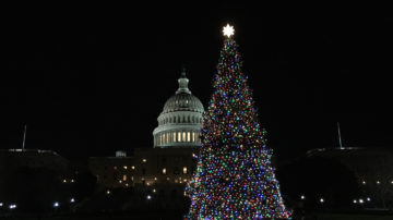 Capitol Christmas Tree - Lit tree with Capitol in background