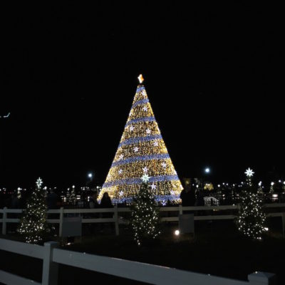 National Christmas Tree - Lit tree surrounded by state trees
