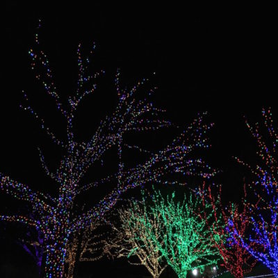 ZooLights - Colored lights in trees