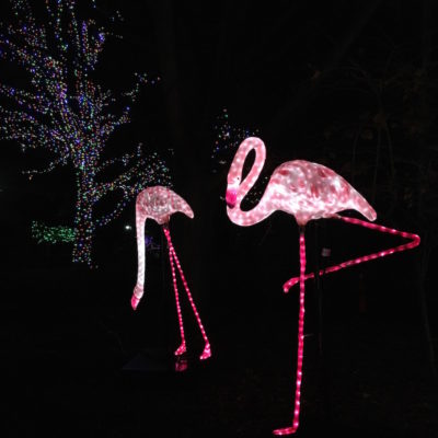ZooLights - Flamingos