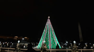 National Christmas Tree - 2019 tree surrounded by state trees
