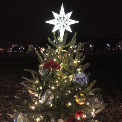 National Christmas Tree - DC State Tree
