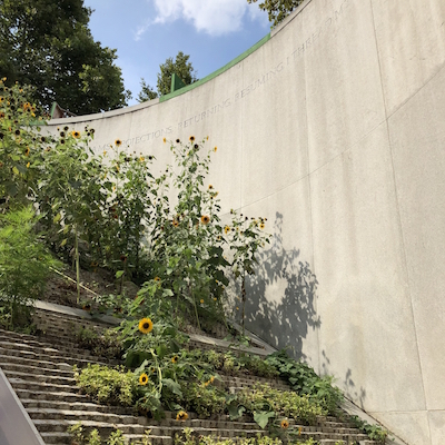 HIV AIDS Caregivers Memorial - Poetry and sunflowers as you exit the Dupont Metro station