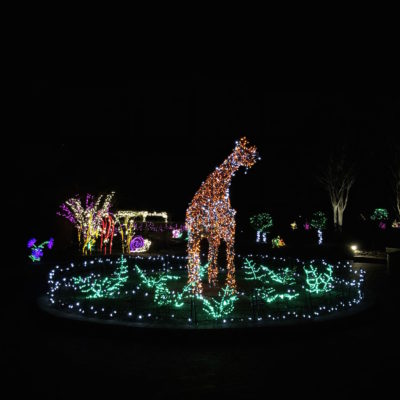Garden of Lights - Giraffe