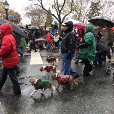 Scottish Christmas Walk Parade - Dogs in sweaters