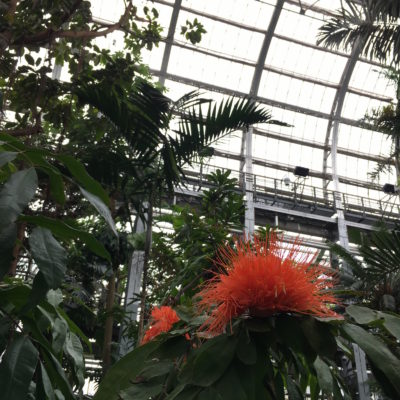 United States Botanic Garden - Flame Tree