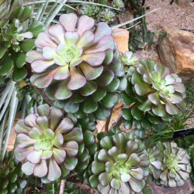 United States Botanic Garden - Succulents