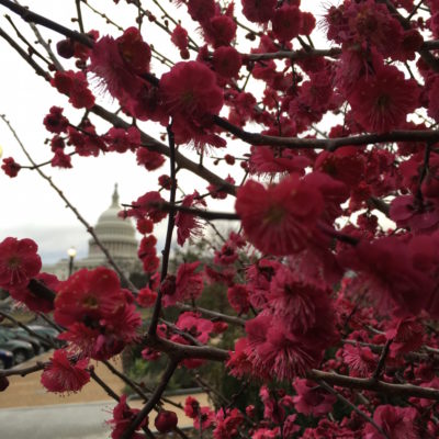 United States Botanic Garden - View of the Capitol from the garden