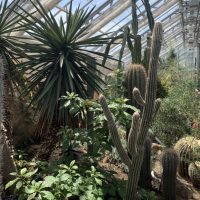 United States Botanic Garden - World Deserts garden